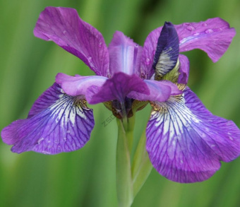 -сибирский-Юэн-e1541793944711-768x664