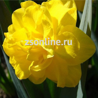 Изображение загружено обработкой по данным файла Excel