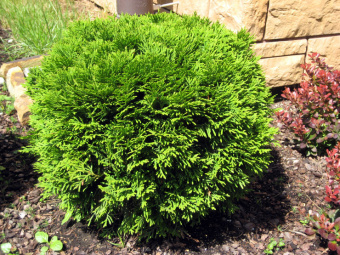 Туя западная Селена, Thuja occidentalis, в горшке 3л, 30-40 см