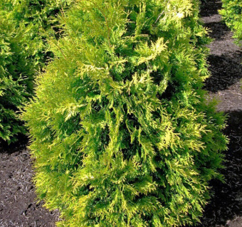 Туя западная Европа Голд (С5, 40-60)