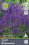 Сальвия дубравная (Шалфей) Блаукенигин (фиолетово-синий) 1шт