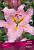 Лилия Восточная Ноблесс, нежно-розовый с жёлтыми лучами, 2 шт