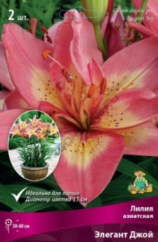 Лилия азиатская Элегант Джой 12-14/К 2шт