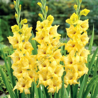 Гладиолус Харизма 10-12/К 10шт