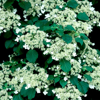 Гортензия вьющаяся/ЦКор