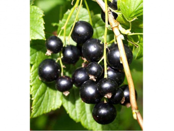 6fedcb95f2ba9a4b7ebea944b5deadb7