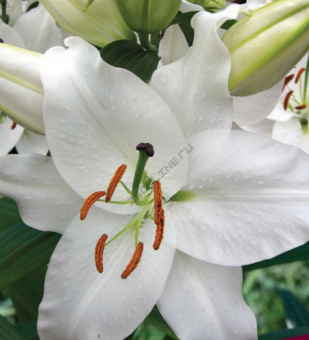 Лилия Восточная Сайберия