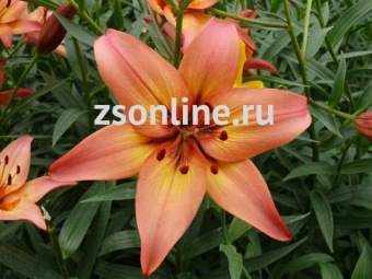 Изображение загружено обработкой по данным файла Excel