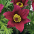 Прострел обыкновенный красный, Pulsatilla vulgaris Red, 1 л, 20 см