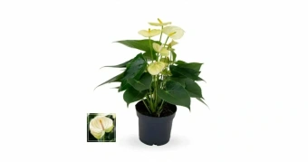 Антуриум Ванила D12см H40 см