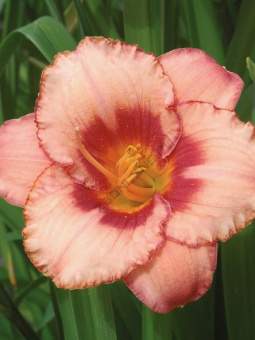 Лилейник гибридный Строберри Кэнди