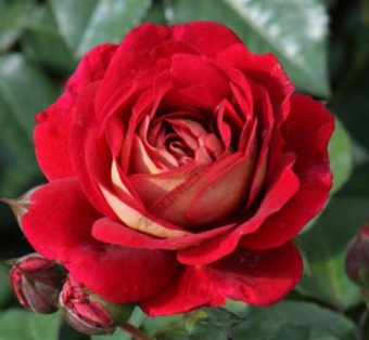9rosa_kordes_floribunda_die_sehenswerte