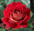 9rosa_kordes_floribunda_die_sehenswerte