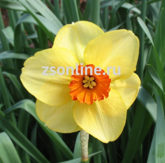 Изображение загружено обработкой по данным файла Excel