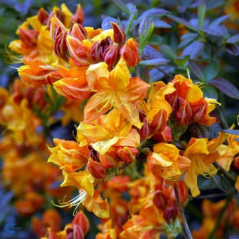 Азалия гибридная Клондайк