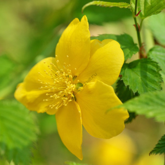pl0000004037