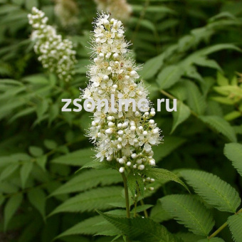 Изображение загружено обработкой по данным файла Excel