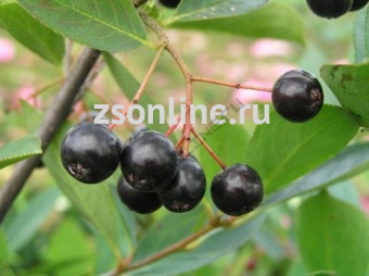 Изображение загружено обработкой по данным файла Excel