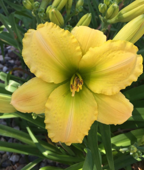 Лилейник гибридный Текила энд Лайм