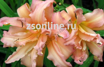 Изображение загружено обработкой по данным файла Excel