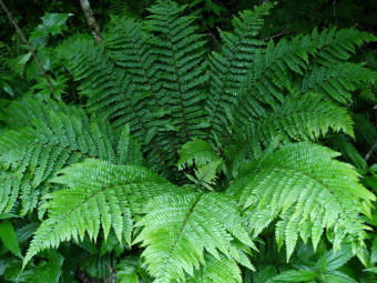 Щитовник толстокорневищный, Dryopteris crassirhizoma