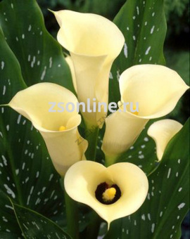 Изображение загружено обработкой по данным файла Excel