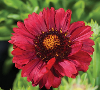 Гайлардия крупноцветковая, Gaillardia Mesa Red