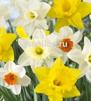 Изображение загружено обработкой по данным файла Excel