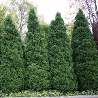 Туя западная Холмструп, Thuja Occidentalis Holmstrup, в горшке 2,5л, 50-60 см