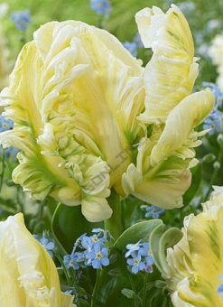 uinterperrottjulpan-500x500