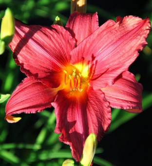 Лилейник гибридный Бурбон Кингз