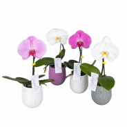 Поступление первой одноцветной орхидеи -Singolo!