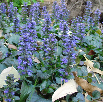 Живучка ползучая Catlin`s Giant, бордово-зеленый,  h15см, C1