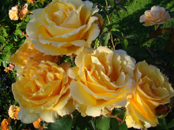 Роза шраб София Ренессанс С12,5