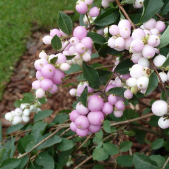 Снежноягодник доренбоси Мазер оф Перп C 3