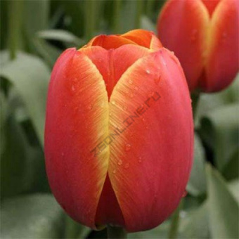 tulip-ad-rem-1