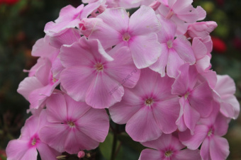 Флокс метельчатый Владимир