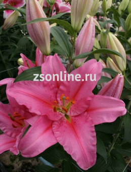 Изображение загружено обработкой по данным файла Excel