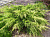 Можжевельник средний (Juniperus pfitzeriana Old Gold C2 20-25)