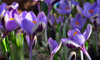 Крокус Зибера Спринг Бьюти