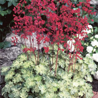 Гейхера гибридная Геркулес