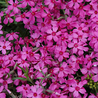 Флокс шиловидный "Red Wings" С1,8