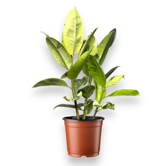 Фикус эластика D10-11см H35см