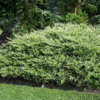 Можжевельник горизонтальный Андора Вариегата, в горшке 3,1л, 30-40 см