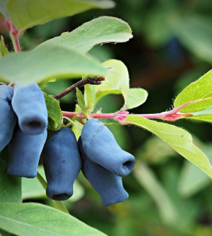 1637379889_61-pro-dachnikov-com-p-zhimolost-lenarola-foto-76