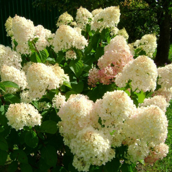 НоменклатураПрисоединенныеФайлы