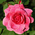 Роза канадская парковая Модэн Руби V 4 л