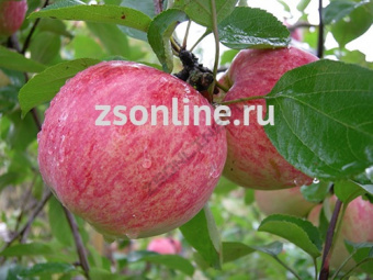 НоменклатураПрисоединенныеФайлы