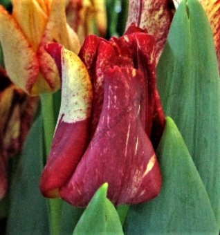 Страйпт-Дресс