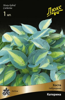 hosta_gibrid_katerina_kaper